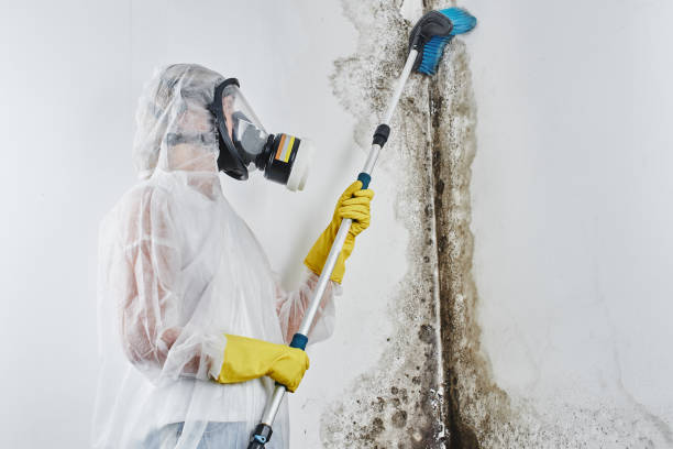 Trusted Boaz, WV Mold Removal Experts